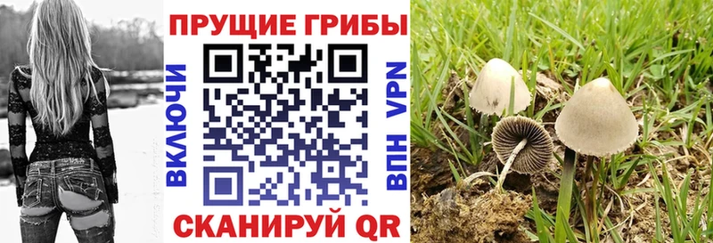Галлюциногенные грибы Psilocybine cubensis наркотики Цимлянск